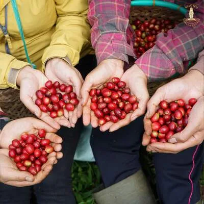 Coffee Farm